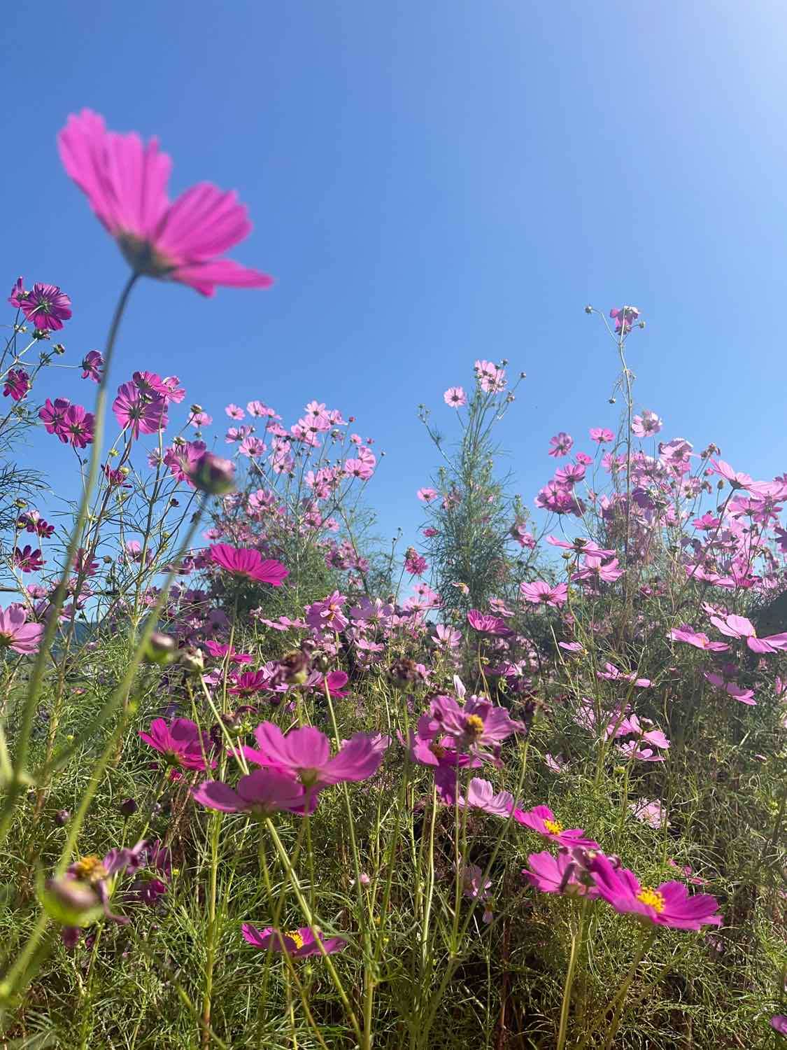 令和5年10月よりインボイスが始まります。消費税とは①？【奈良県・田中智之税理士事務所】
